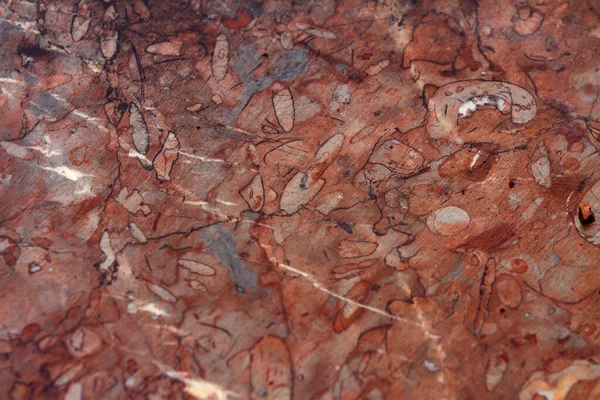 Detailaufnahme Des Roten Fossilen Kalksteins — Stockfoto