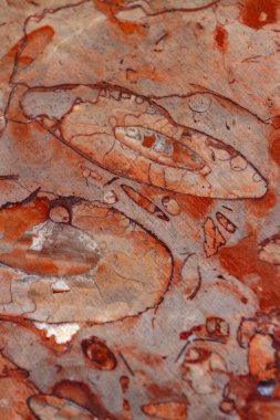 Kırmızı fosil kireç taşının yakın plan detayları.