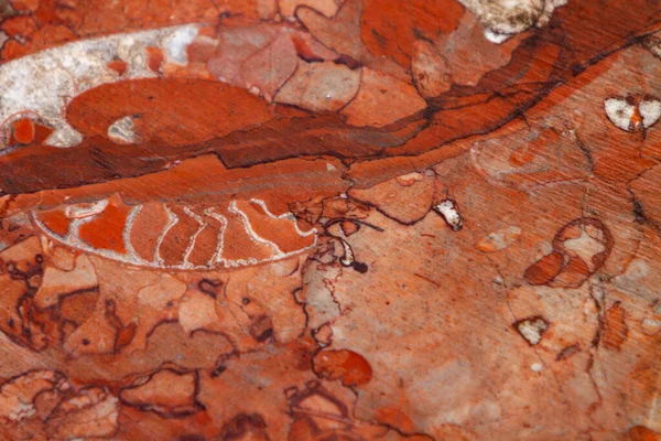 Close Detail Van Rode Fossiele Kalksteen — Stockfoto