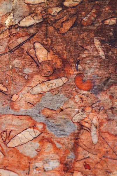 Närbild Detalj Den Röda Fossil Kalksten — Stockfoto