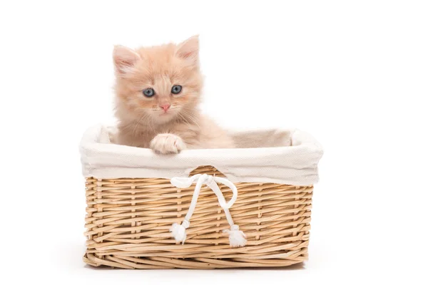 British kitten in basket — Stock Photo, Image