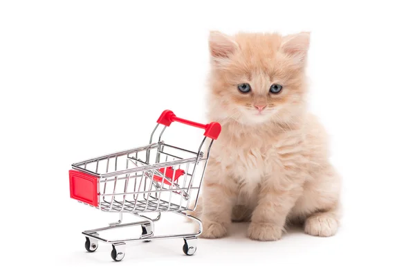 Kitten with shopping cart — Stock Photo, Image