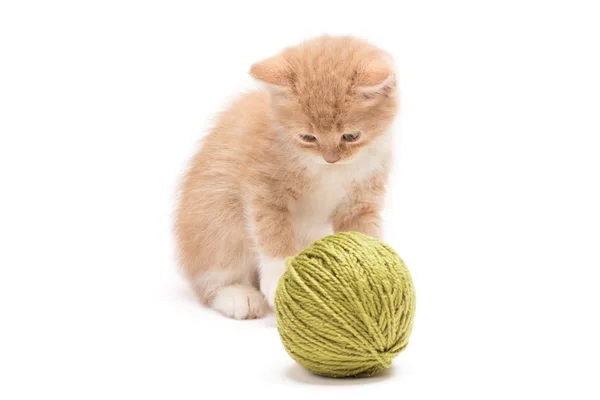 Kotě hraje s zelenou zámotek — Stock fotografie