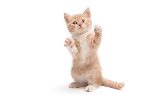 Gatinho de pé jogando — Fotografia de Stock