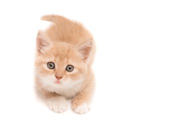 Funny kitten looking up clipart