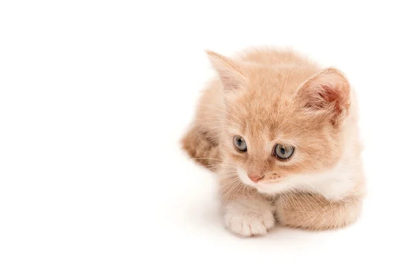 Smetanové kotě ležící na bílém pozadí — Stock fotografie