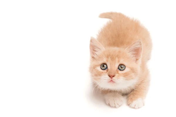 Gatinho engraçado olhando para cima — Fotografia de Stock