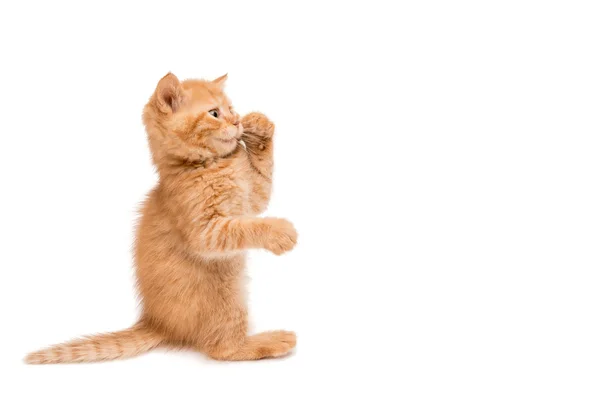 Gatinho vermelho de pé jogando — Fotografia de Stock