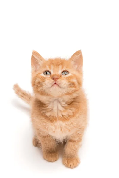 Gatinho sentado no chão do estúdio olhando para cima — Fotografia de Stock