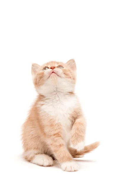 Gatinho sentado no chão do estúdio olhando para cima — Fotografia de Stock