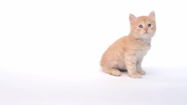 Härlig kattunge i studio nyfiket tittar i olika riktningar — Stockvideo