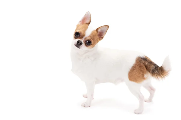 Chihuahua — Stockfoto