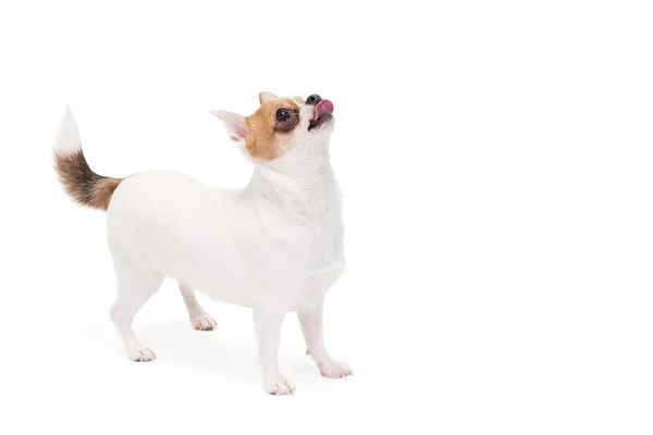 Verspielter Chihuahua — Stockfoto