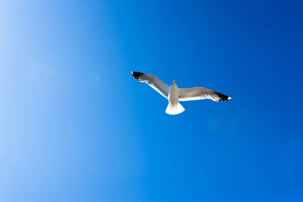 Mavi gökyüzünde süzülen beyaz martı — Stok fotoğraf