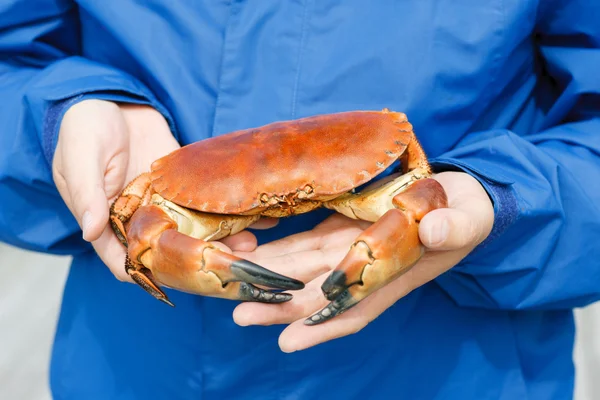 特写的男人手里拿着煮熟的螃蟹 — 图库照片