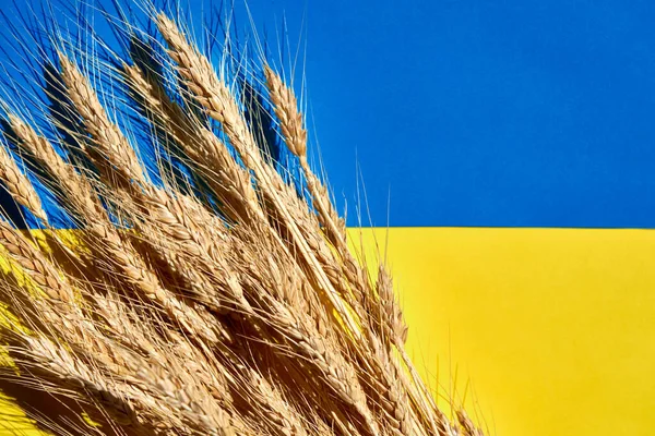 Schoen Van Rijpe Tarwe Nationale Oekraïense Vlag Bovenaanzicht — Stockfoto