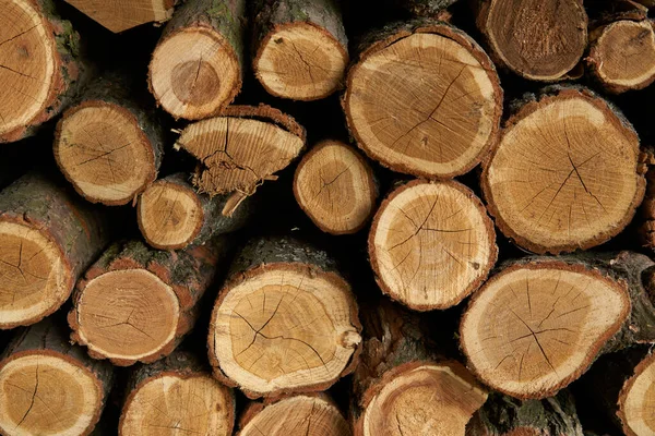 Kmeny Stromů Řežou Pozadí Nástěnná Dekorace Broušeného Stromu Pro Interiérovou — Stock fotografie