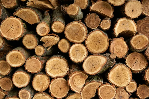 Kmeny Stromů Řežou Pozadí Nástěnná Dekorace Broušeného Stromu Pro Interiérovou — Stock fotografie