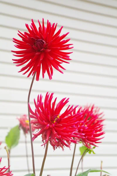 Flores aster — Fotografia de Stock