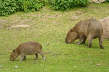 Aile büyük hayvanların
