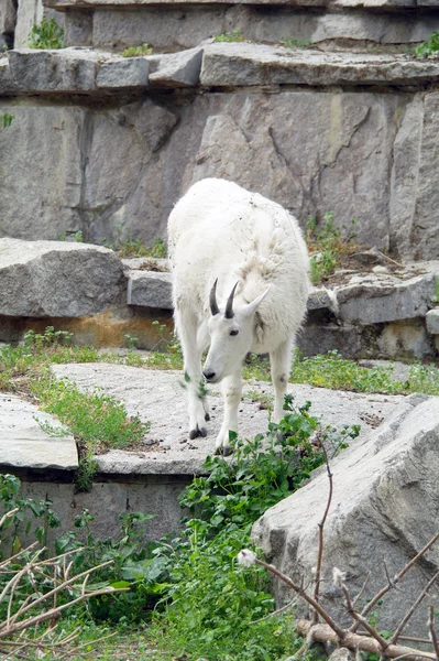 Mountain goat among the rocks and cliffs — 스톡 사진