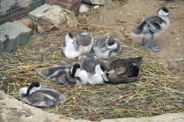 鸭的家庭 — 图库照片