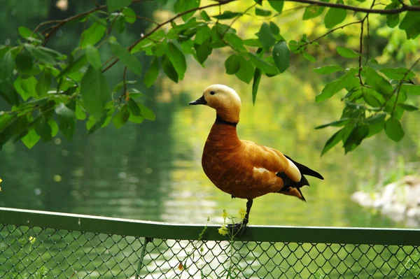 Duck on a fence — Stock Photo, Image