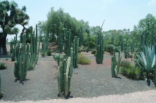 Kakteen im Park — Stockfoto