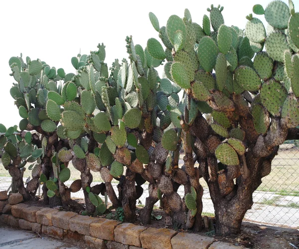 Cacti no parque — Fotografia de Stock