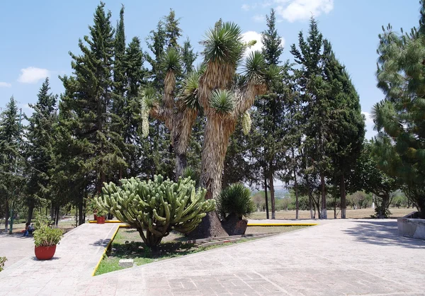 Cacti and plants in the park — Stock Photo, Image