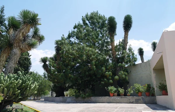 Cacti e piante nel parco — Foto Stock