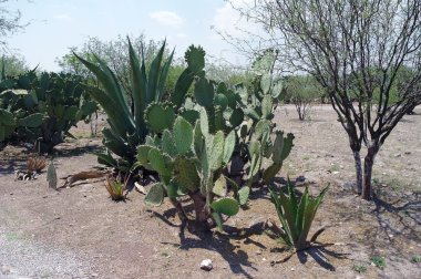 kaktüsler ve park bitki