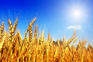 Buğday tarlası ve mavi gökyüzü