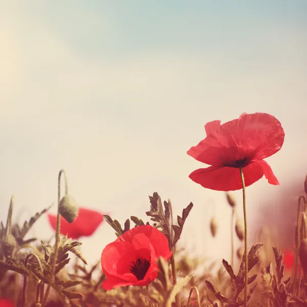 Poppy bloemen vintage gestileerde — Stockfoto