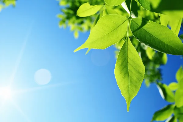 Green leaves and sun — Stock Photo, Image