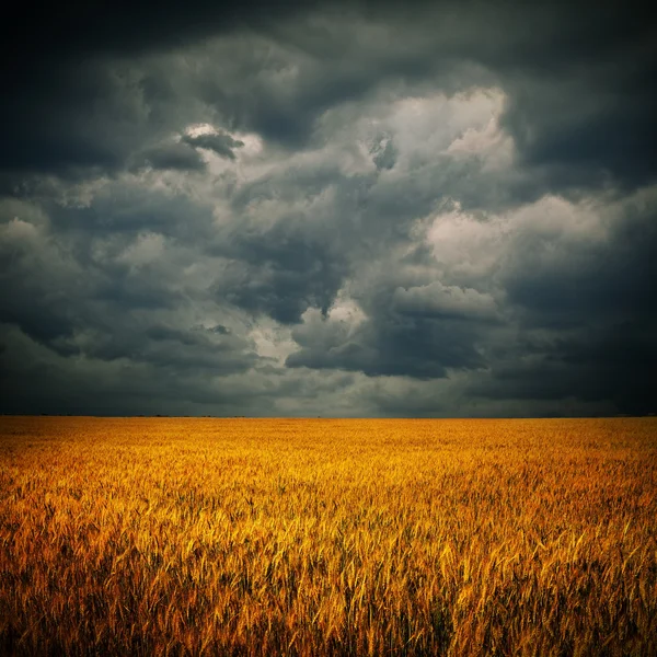 Nuages sombres sur le champ de blé — Photo