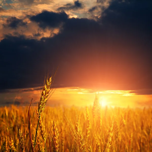 Orecchie di grano e cielo al tramonto — Foto Stock