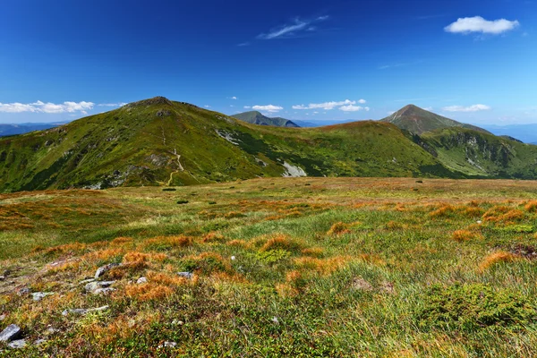 Gras en groene heuvels — Stockfoto