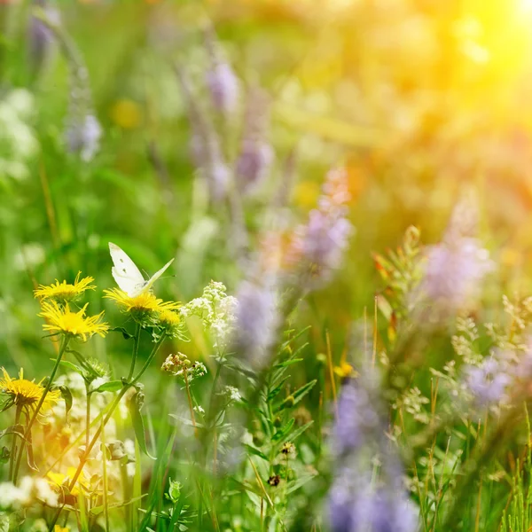 Vlinder aan veld bloemen en zon — Stockfoto