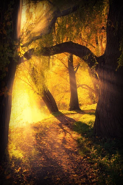 Mysterious pathway between arch of trees — Stock Photo, Image