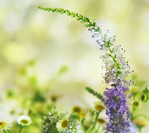 Violet flower and camomiles closeup — Stock Photo, Image