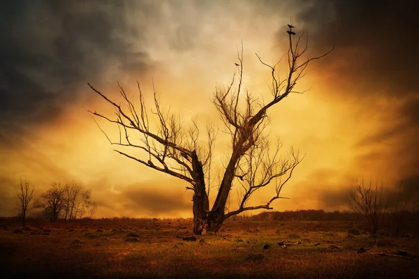 Trockener Baum und Krähen auf den Ästen — Stockfoto