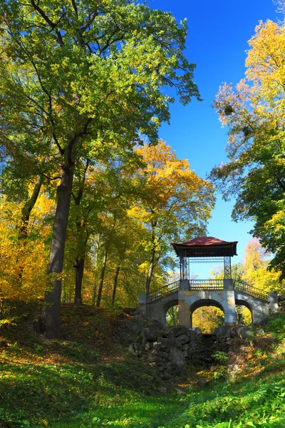 Podzimní stromy na pozadí modré oblohy — Stock fotografie