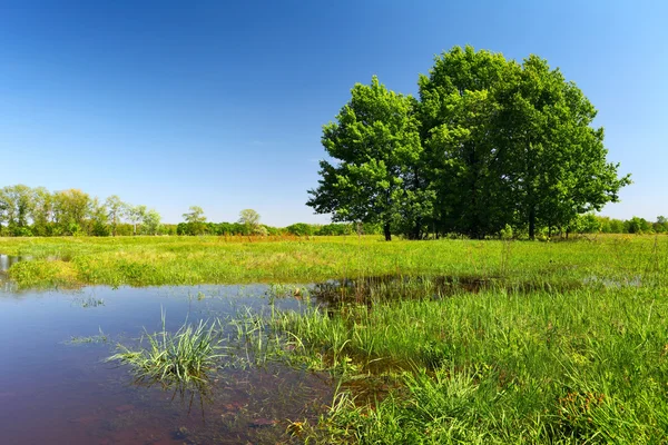Inundação no prado com árvores e grama — Fotografia de Stock