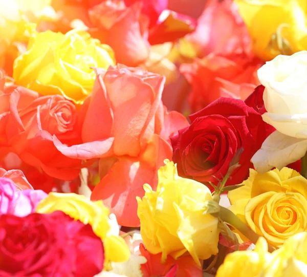 Цветы розы фон крупным планом — стоковое фото