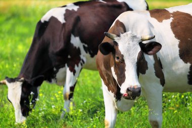 inek dili gösterir.