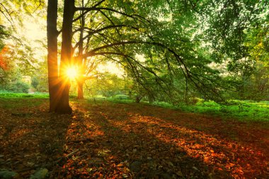 sonbahar ağaç ve doğal güneş ışınları