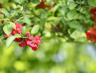 yeşil yapraklı kırmızı çiçekler