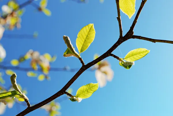 Branch with green leaves — Stock Photo, Image