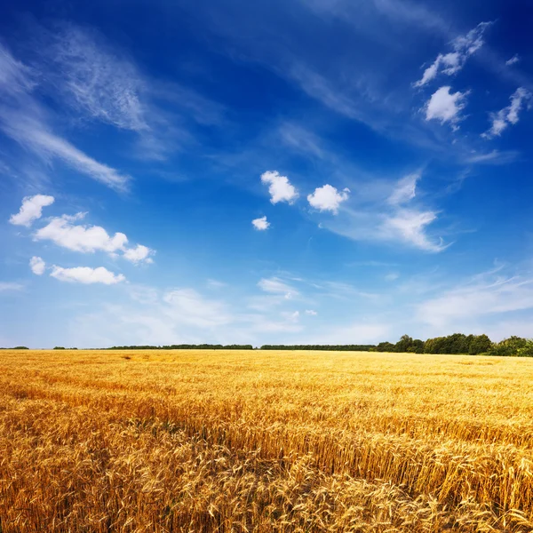 Campo com trigo maduro e céu azul — Fotografia de Stock